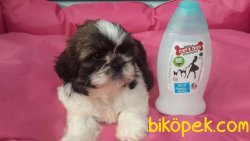 SAFKAN SATİLİK SHIH TZU YAVRULARI 5