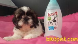 SAFKAN SATİLİK SHIH TZU YAVRULARI 3