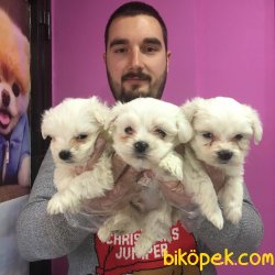 SAFKAN SATILIK TEA CUP MALTESE TERRİER YAVRULAR 2