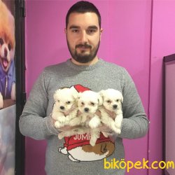 SAFKAN SATILIK TEA CUP MALTESE TERRİER YAVRULAR 3