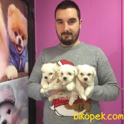 SAFKAN SATILIK TEA CUP MALTESE TERRİER YAVRULAR 4