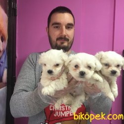 SAFKAN SATILIK TEA CUP MALTESE TERRİER YAVRULAR 1