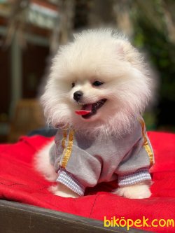 SAFKAN SCRLI POMERANIAN BOO WC EGITIMLI 3