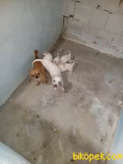 SAFKAN SECERELİ BABADAN CHİHUAHUA YAVRULARI 3