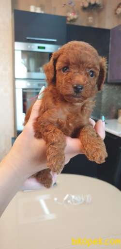 SAFKAN SECERELI TOY POODLE BEBEKLER 3