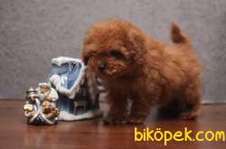 SAFKAN SECERELI TOY POODLE BEBEKLER 1