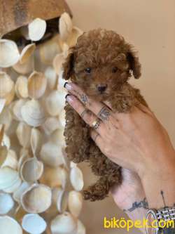 SAFKAN SECERELI TOY POODLE BEBEKLER 2