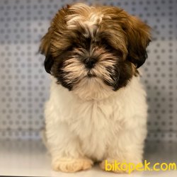 Safkan Shih Tzu Yavrularımız 5