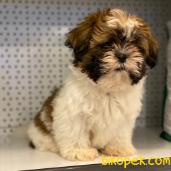 Safkan Shih Tzu Yavrularımız 3