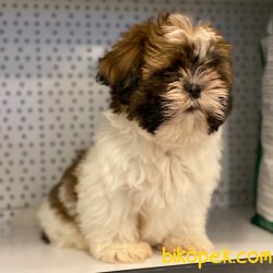 Safkan Shih Tzu Yavrularımız 2