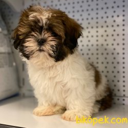 Safkan Shih Tzu Yavrularımız 4