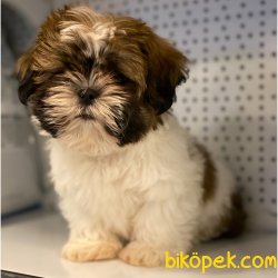 Safkan Shih Tzu Yavrularımız 1