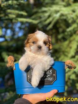 Safkan Shih Tzu Yavrularimiz İrk Ve Saglik Garantili 1