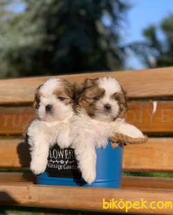 Safkan Shih Tzu Yavrularimiz İrk Ve Saglik Garantili 2