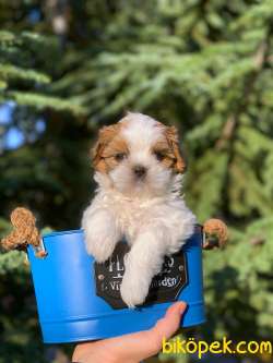 Safkan Shih Tzu Yavrularimiz İrk Ve Saglik Garantili 3