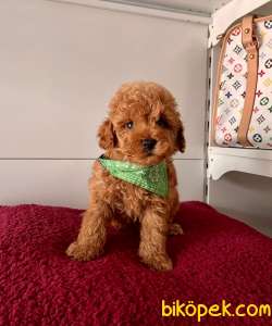 Safkan Sıfırboy Büyümeyen Teacup Toy Poodle 1