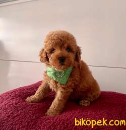 Safkan Sıfırboy Büyümeyen Teacup Toy Poodle 2