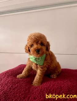 Safkan Sıfırboy Büyümeyen Teacup Toy Poodle 3