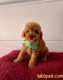 Safkan Sıfırboy Büyümeyen Teacup Toy Poodle 4