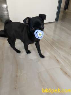 Safkan Siyah Pug 3
