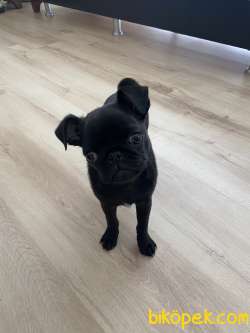Safkan Siyah Pug 4