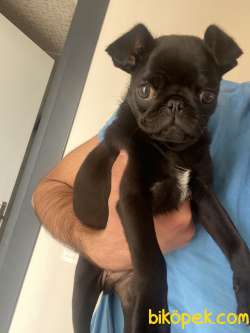 Safkan Siyah Pug 2