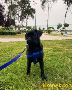 Safkan Siyah Pug 1