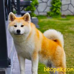Safkan Soykütük Sertifika Belgeli Japon Akita Yavrular 4
