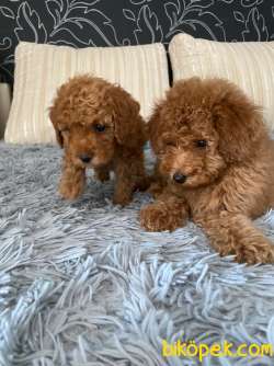 Safkan Süper Toy Poodle Yavrularımız Irk Garantili 3
