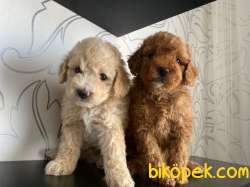 Safkan Süper Toy Poodle Yavrularımız Irk Garantili 5