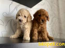 Safkan Süper Toy Poodle Yavrularımız Irk Garantili 4