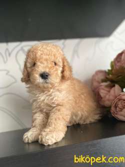 Safkan Süper Toy Poodle Yavrularımız Irk Garantili 2