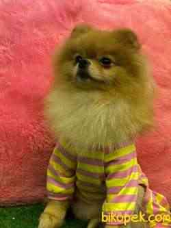 SAFKAN TEDDY BEAR 3