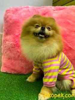 SAFKAN TEDDY BEAR 4
