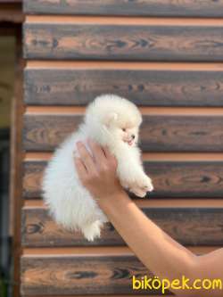Safkan  Teddy Bear Boo 4