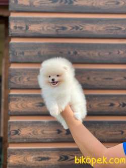 Safkan  Teddy Bear Boo 5