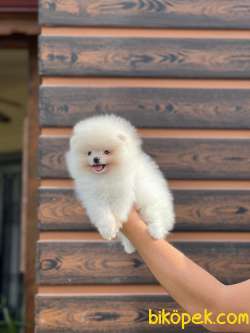 Safkan  Teddy Bear Boo 2