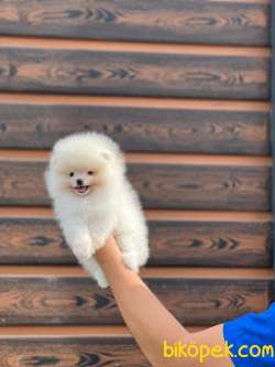 Safkan  Teddy Bear Boo 3