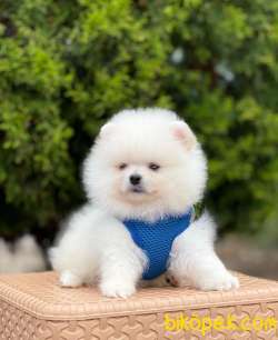 Safkan Teddy Bear Pomeranian Boo Yavrular 4