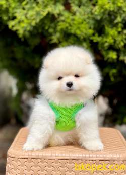 Safkan Teddy Bear Pomeranian Boo Yavrular 2