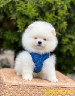 Safkan Teddy Bear Pomeranian Boo Yavrular 1