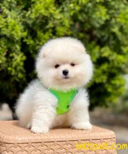 Safkan Teddy Bear Pomeranian Boo Yavrular 3