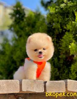 Safkan Teddy Bear Pomeranian Boo Yavrular 4