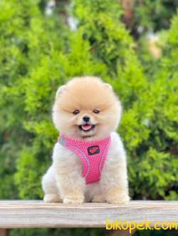 Safkan Teddy Bear Pomeranian Boo Yavrularımız 5