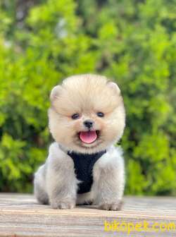Safkan Teddy Bear Pomeranian Boo Yavrularımız 4