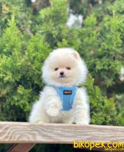 Safkan Teddy Bear Pomeranian Boo Yavrularımız 4