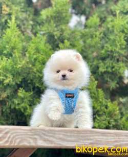 Safkan Teddy Bear Pomeranian Boo Yavrularımız 3