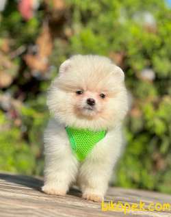 Safkan Teddy Bear Pomeranian Boo Yavrularımız 5
