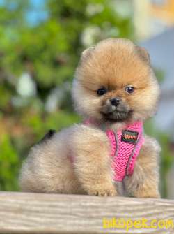 Safkan Teddy Bear Pomeranian Boo Yavrularımız 4