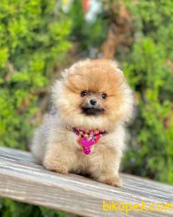 Safkan Teddy Bear Pomeranian Boo Yavrularımız 3